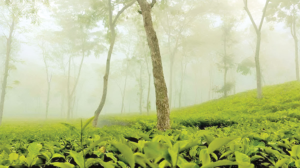 ঘুরে আসুন কমলগঞ্জ