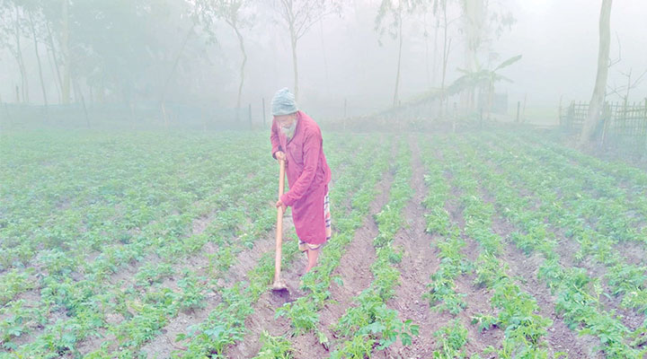 কৃষকের স্বপ্নে কুয়াশার হাতছানি