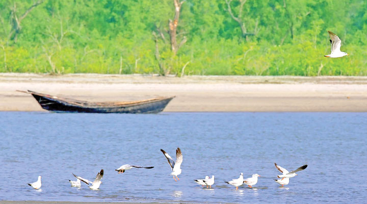 লাল কাঁকড়া ও অতিথি পাখির স্বর্গরাজ্য