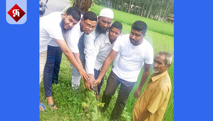 তাড়াশে ১০ হাজার তালের বীজ বপন