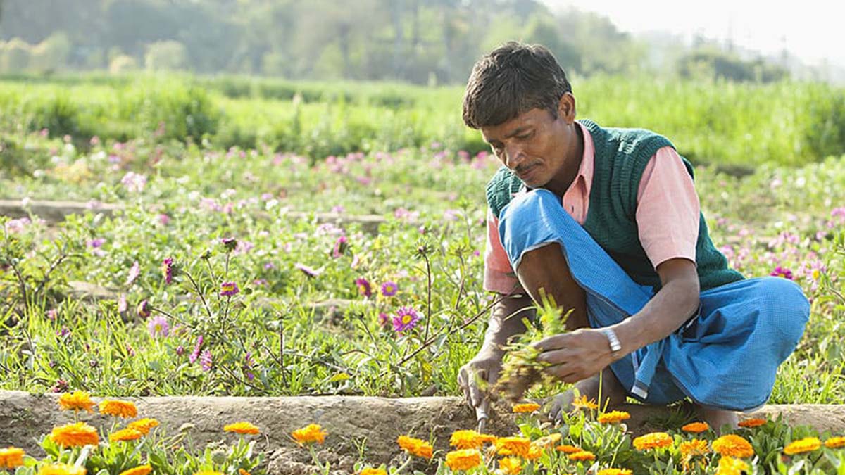 ফুল চাষে সমৃদ্ধির পথ