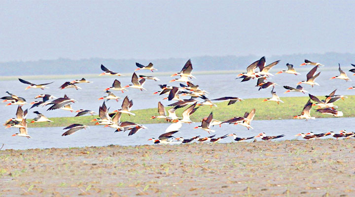 শীতে যারা বাংলাদেশের অতিথি