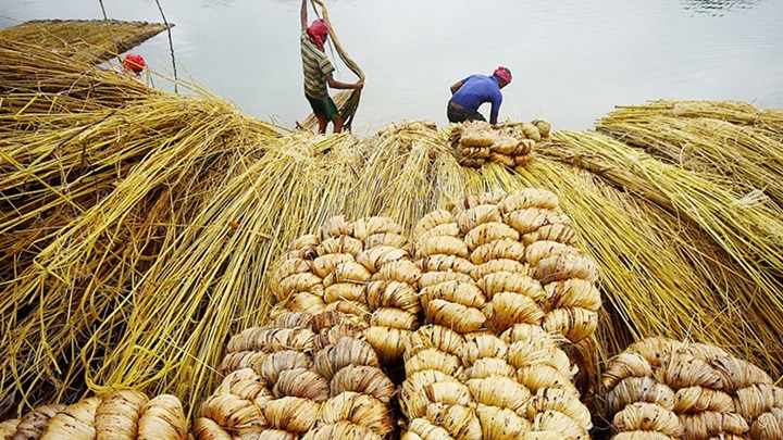 সোনালি আঁশে সুদিন ফেরানোর চেষ্টা