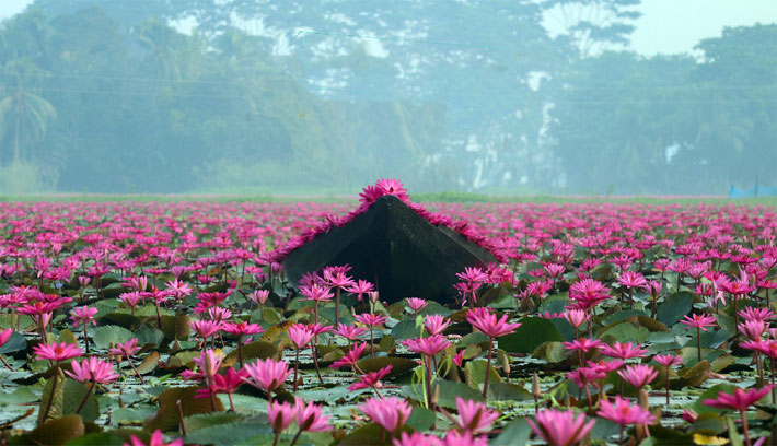 শাপলার স্বর্গরাজ্য বরিশালের সাতলা