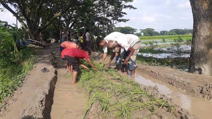 সড়কে ধানের চারা লাগিয়ে প্রতিবাদ